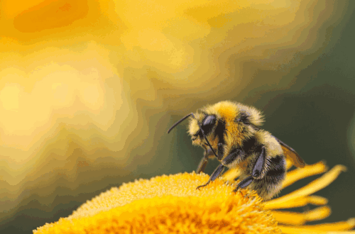 Eine fleißige Biene bei der Arbeit, Foto: Dmitry Grigoriev / Unsplash