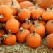 Herbstgemüse zum Verlieben: Kürbis für Kleinkinder 6 Foto: Mark Duffel / Unsplash